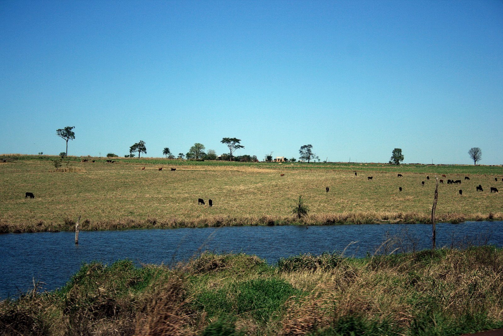 Campo con ganado y tajamar, Canindeyú