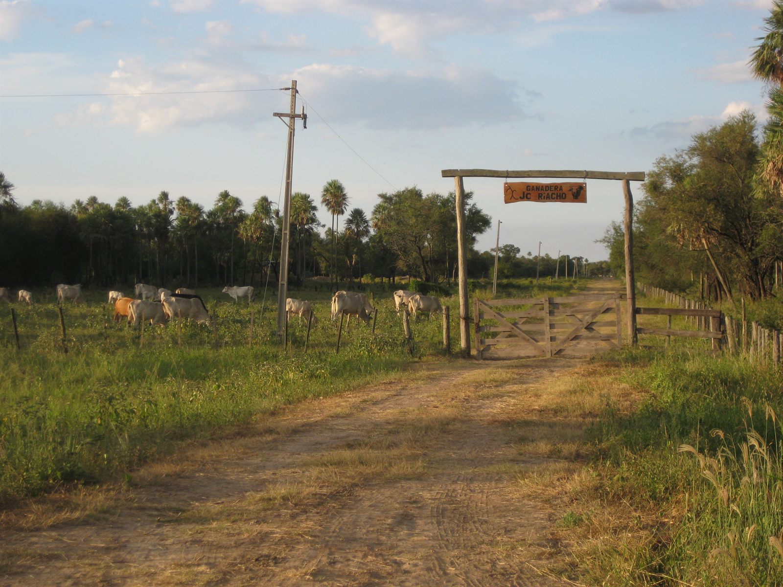 Tranquera de estancia y Nelore pastando, Presidente Hayes