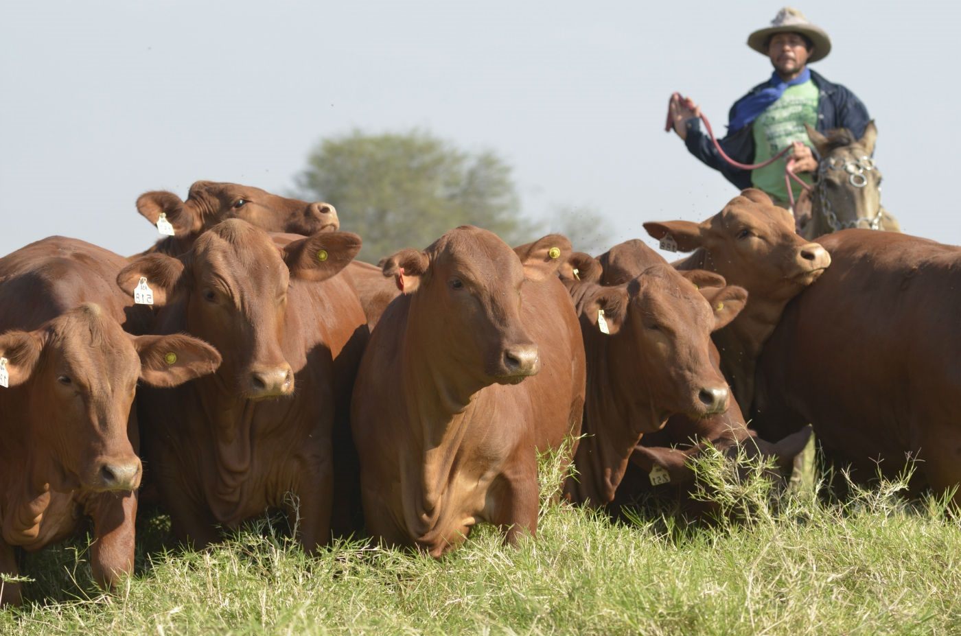 Peón arreando tropa Brangus con caravanas, Fortín Teniente Montania, Boquerón