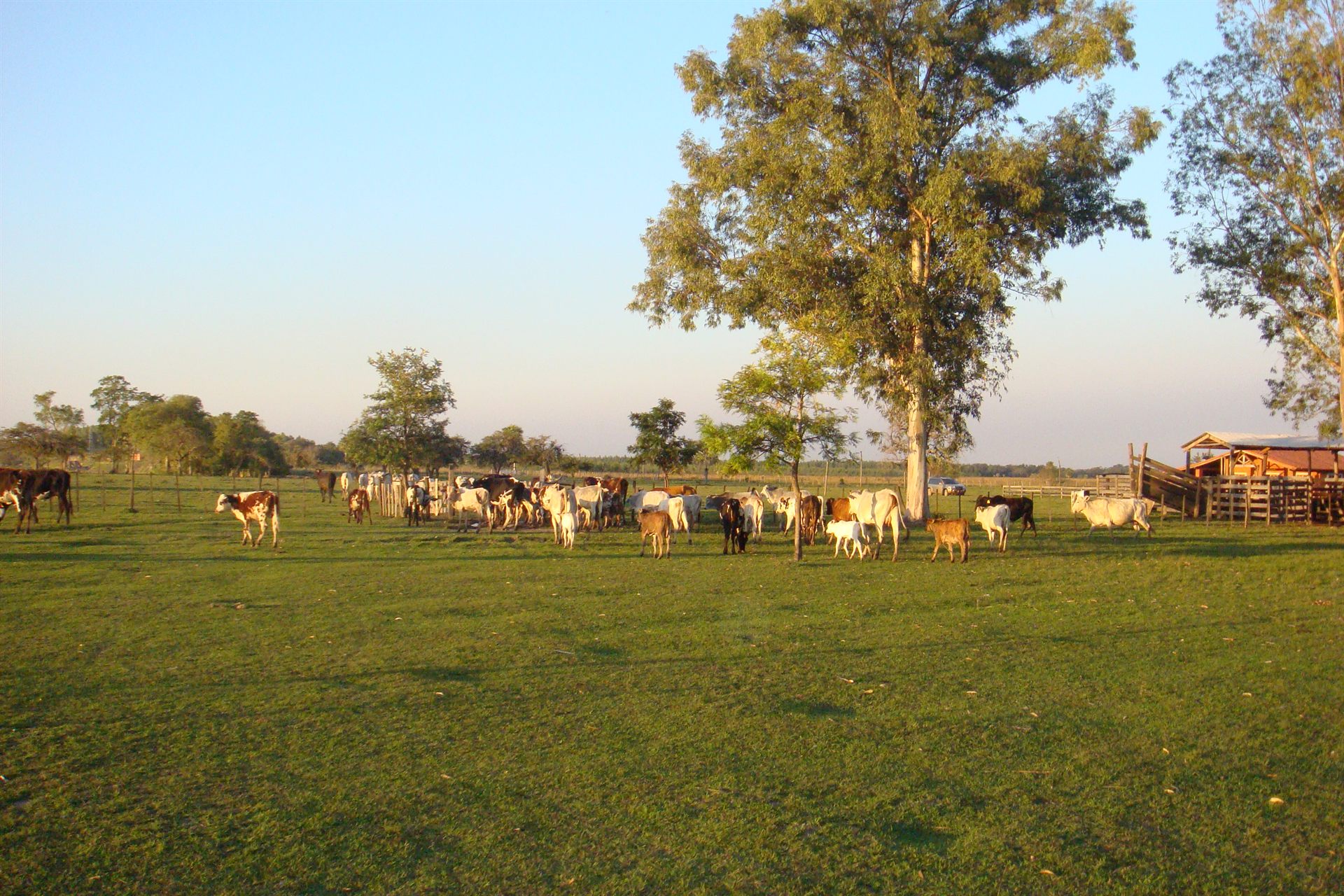 Rodeo de cría al atardecer en la Estancia Mbopicuá, San Pedro