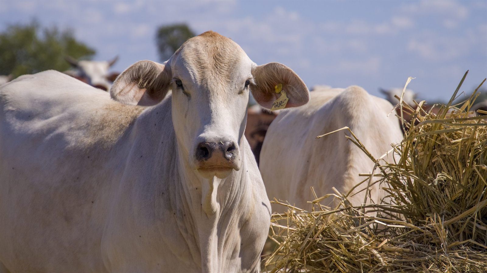 Bovino cebuino en Bahía Negra, Alto Paraguay