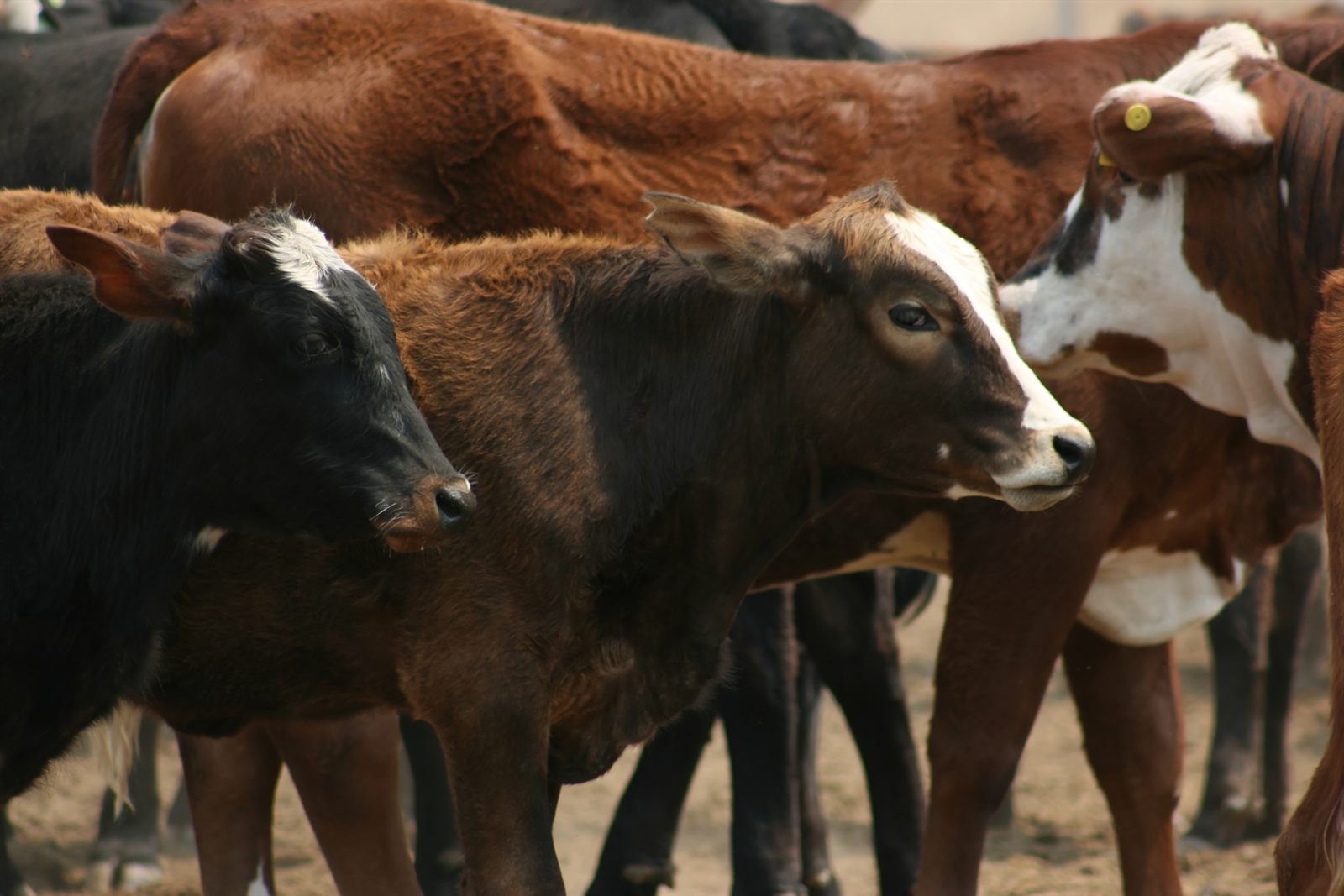 Hacienda reunida en el corral, Paraguay