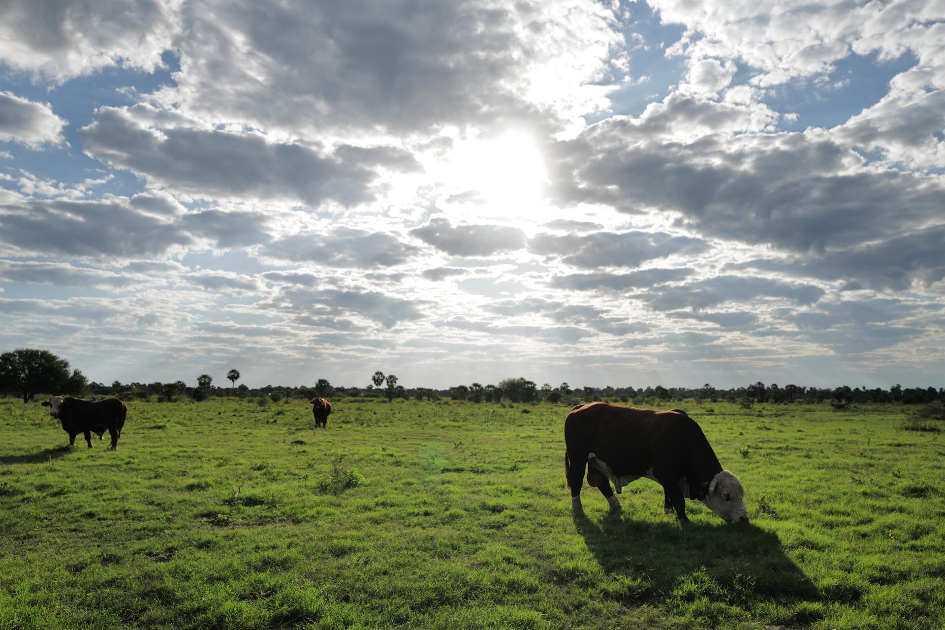 Vacas pastando en campo abierto, Paraguay