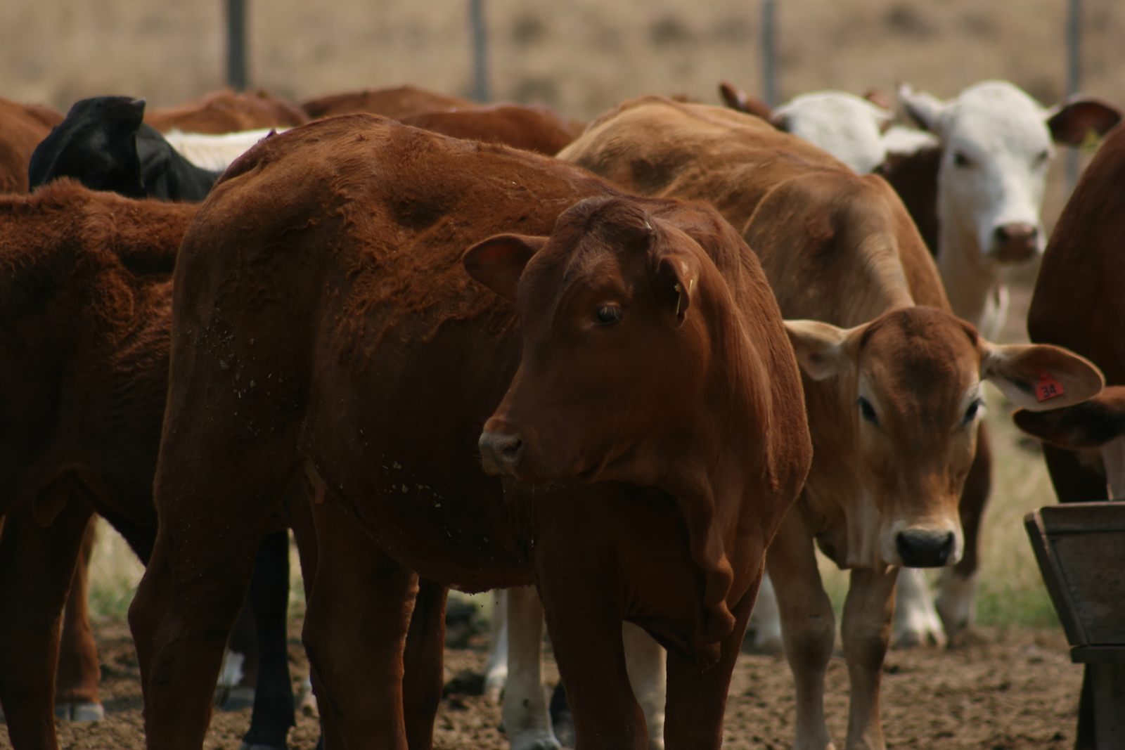Novillos en el corral de una estancia paraguaya