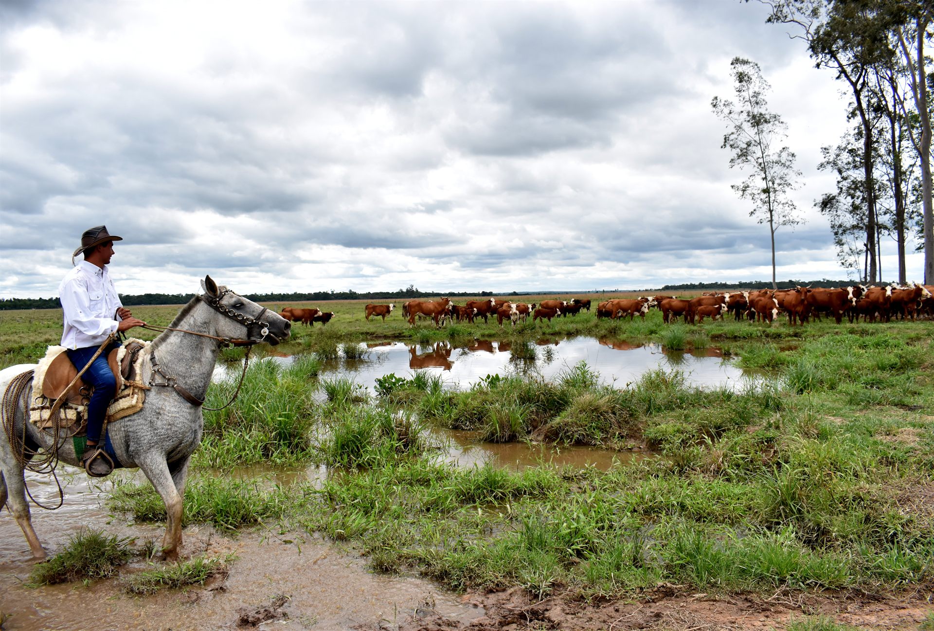 Peón a caballo y hato pastando junto a un tajamar, departamento de San Pedro