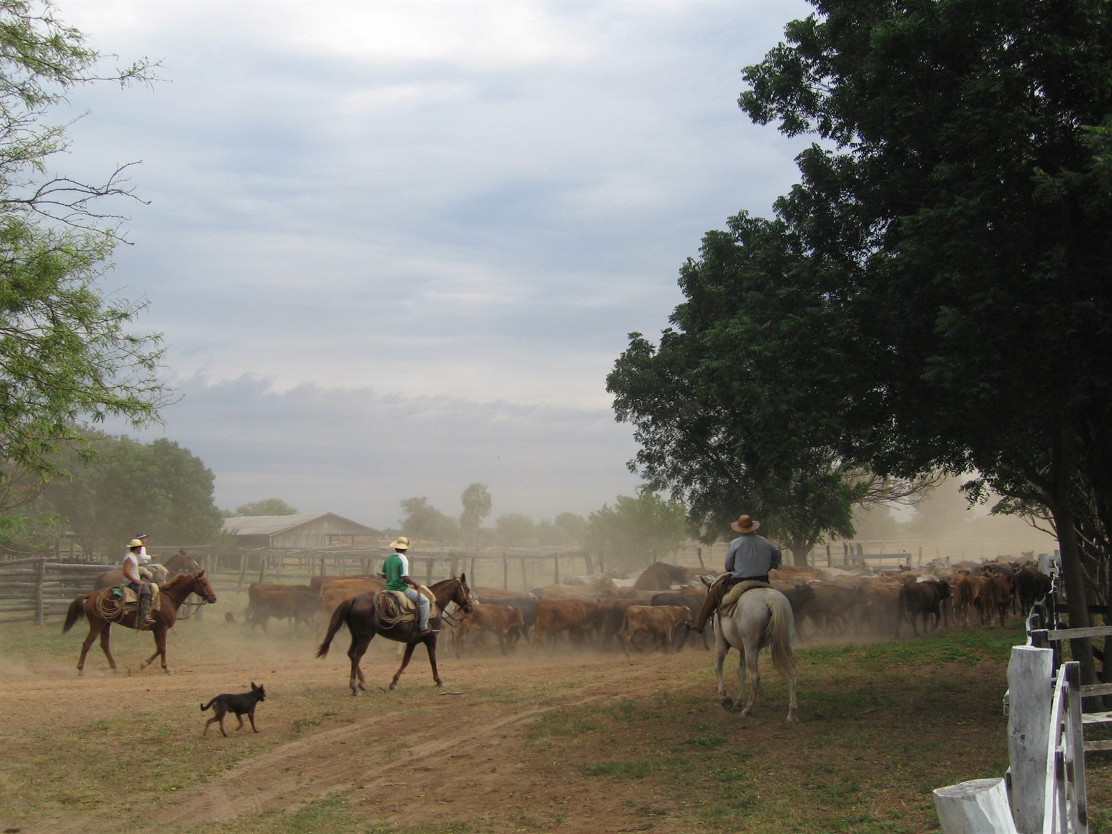 Peones trabajando hacienda en corrales del Chaco paraguayo