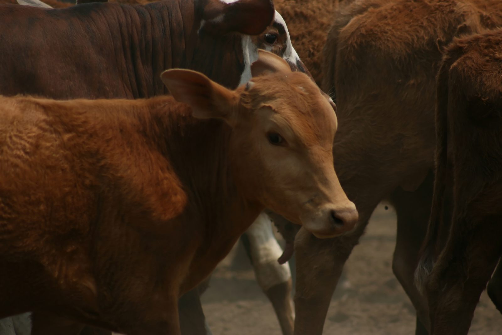 Terneros en el corral de una estancia paraguaya